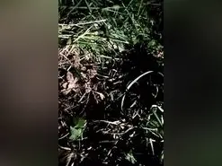 Amateur Sex Chat of Dileilei2