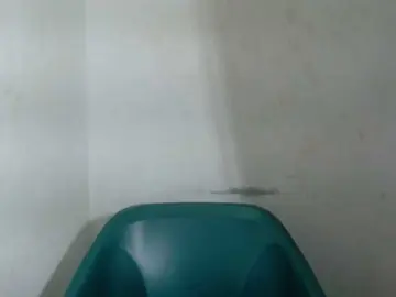 Bongacams Adult Webcam of Sugarxpussy