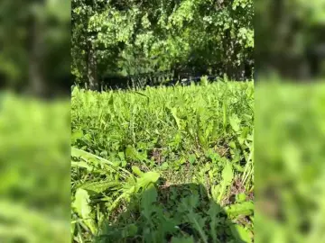 Bongacams Live Sex Cam of Lisa1225