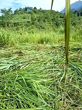 Stripchat Watch Live Sex Cams of nelina_12345